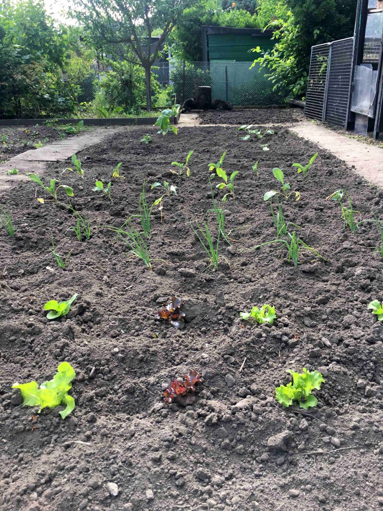 Feld mit Gemüse, Schrebergarten in Köln Nippes