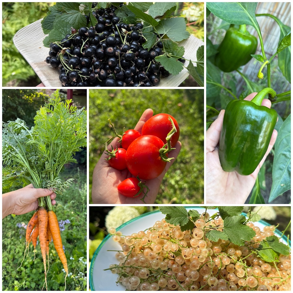 Schrebergartenliebe Ernte