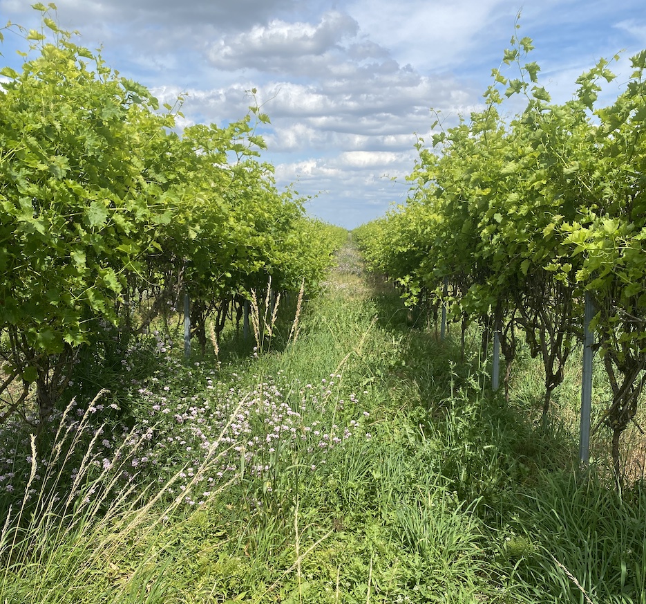 Nachhaltige Weine